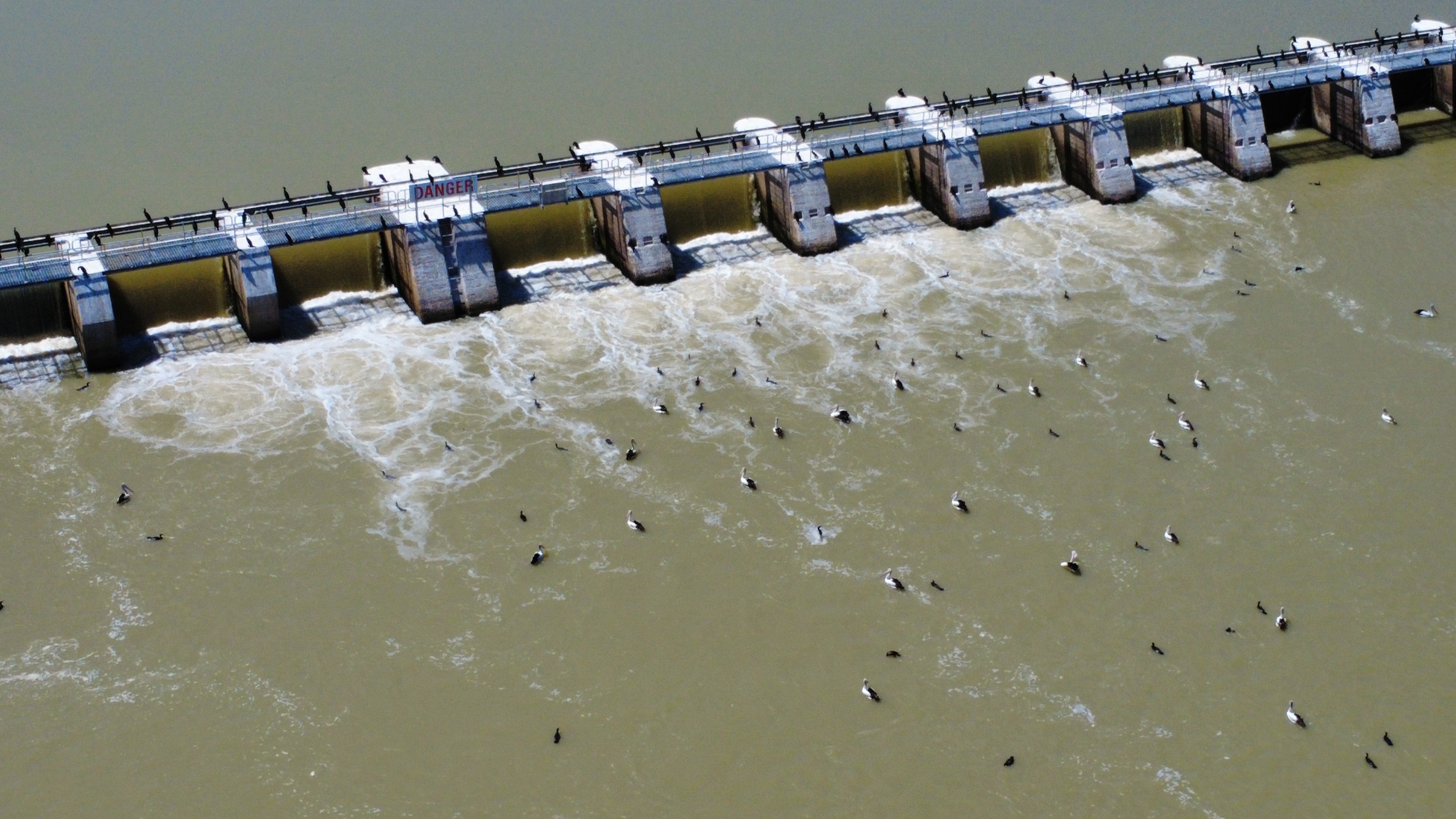 Pelicans at the Weir